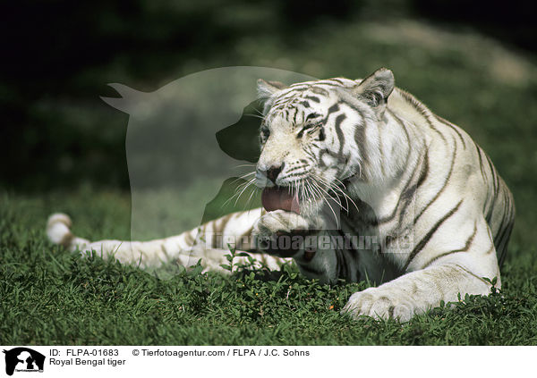Indischer Tiger / Royal Bengal tiger / FLPA-01683
