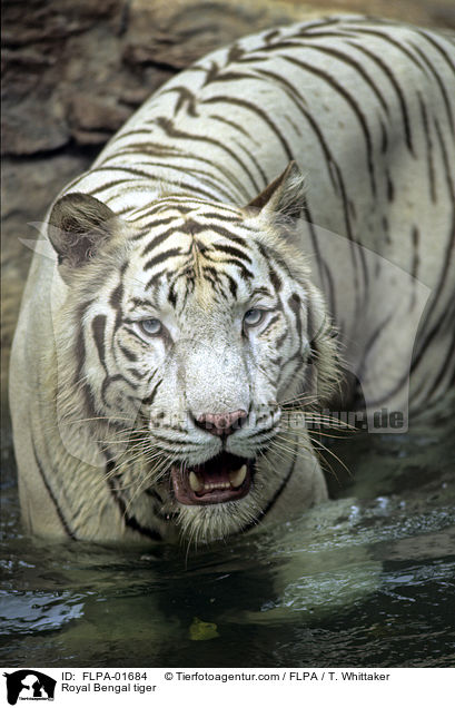 Royal Bengal tiger / FLPA-01684