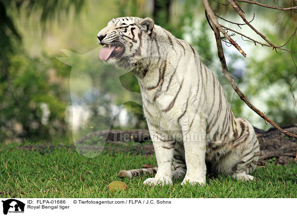 Royal Bengal tiger / FLPA-01686