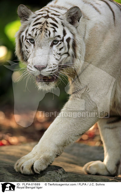 Royal Bengal tiger / FLPA-01689