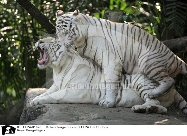 Royal Bengal tigers / FLPA-01690