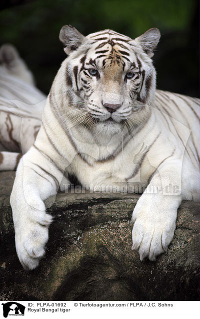 Royal Bengal tiger / FLPA-01692