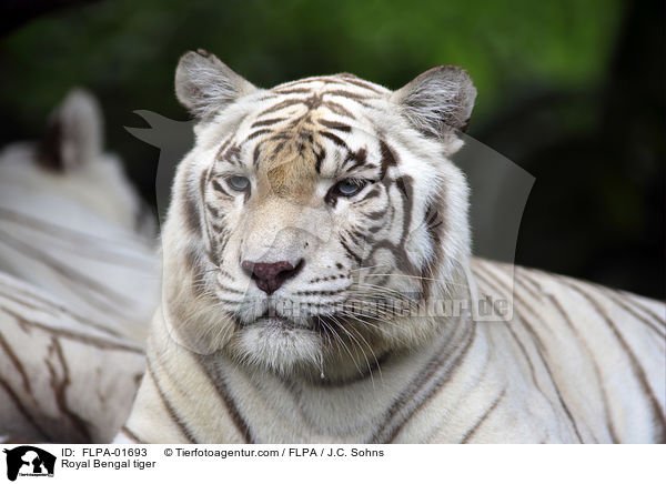 Royal Bengal tiger / FLPA-01693