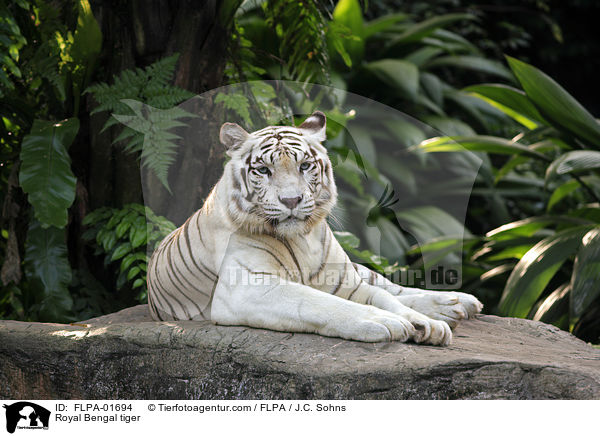 Royal Bengal tiger / FLPA-01694
