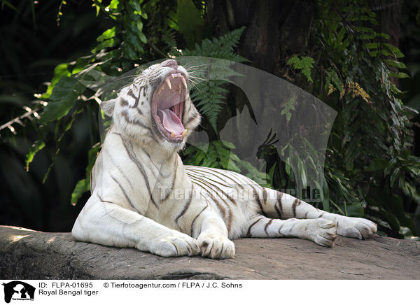 Royal Bengal tiger / FLPA-01695