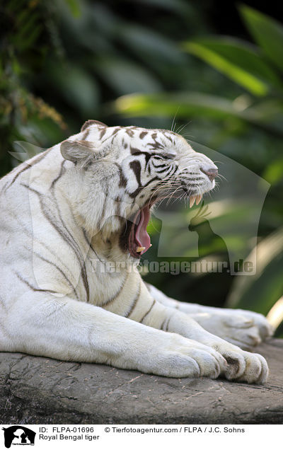 Royal Bengal tiger / FLPA-01696