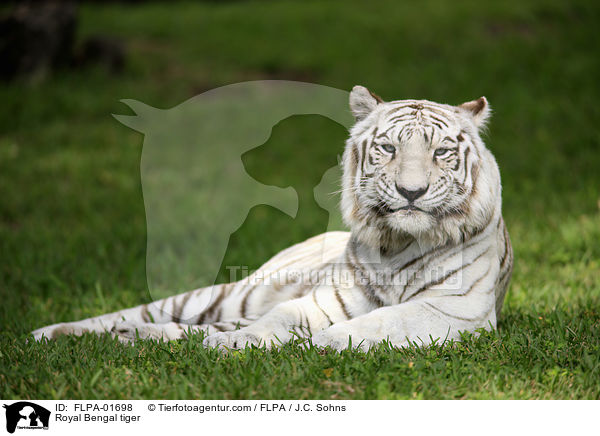 Royal Bengal tiger / FLPA-01698
