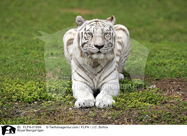Royal Bengal tiger / FLPA-01699