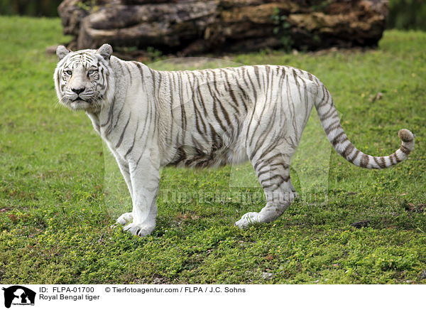 Royal Bengal tiger / FLPA-01700