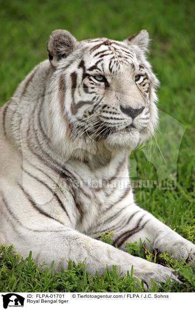 Royal Bengal tiger / FLPA-01701