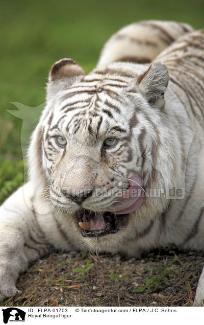 Royal Bengal tiger / FLPA-01703