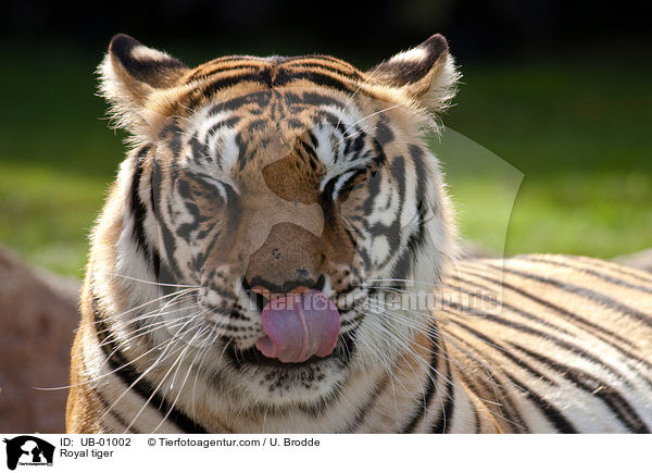 Indischer Tiger / Royal tiger / UB-01002