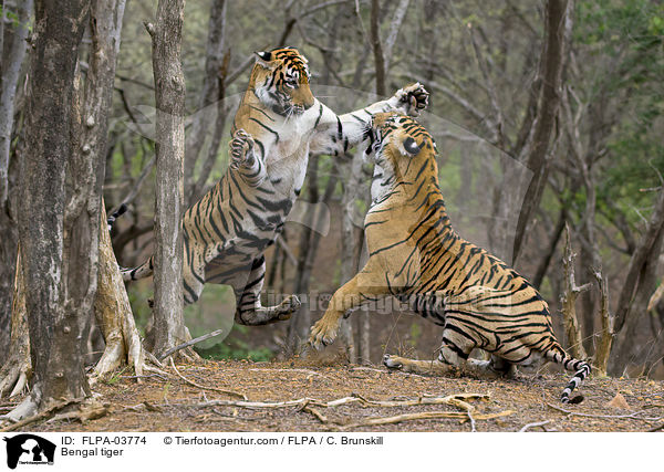 Bengal tiger / FLPA-03774