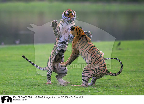 Bengal tiger / FLPA-03776
