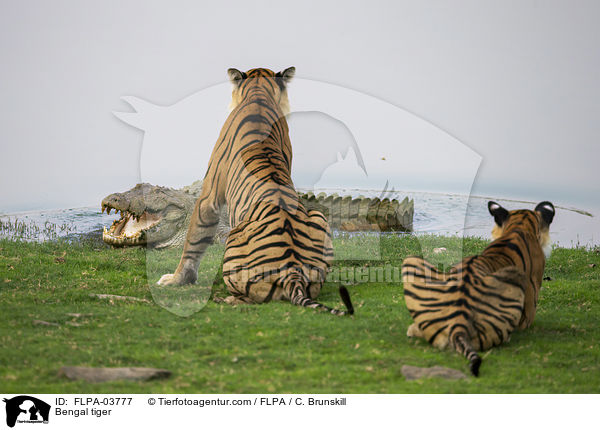 Bengal tiger / FLPA-03777
