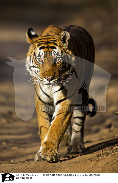 Indischer Tiger / Bengal tiger / FLPA-03778