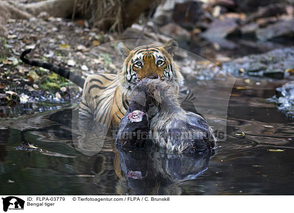 Indischer Tiger / Bengal tiger / FLPA-03779