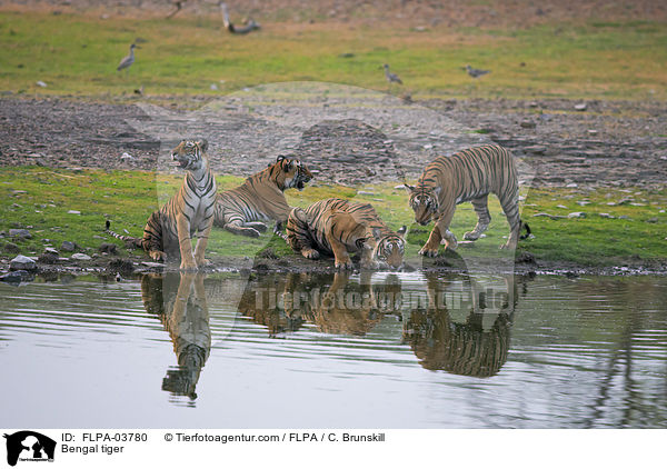 Bengal tiger / FLPA-03780