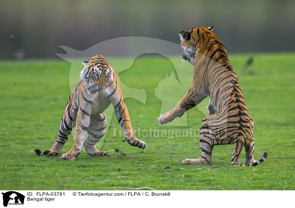 Indische Tiger / Bengal tiger / FLPA-03781