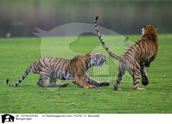 Bengal tiger / FLPA-03782