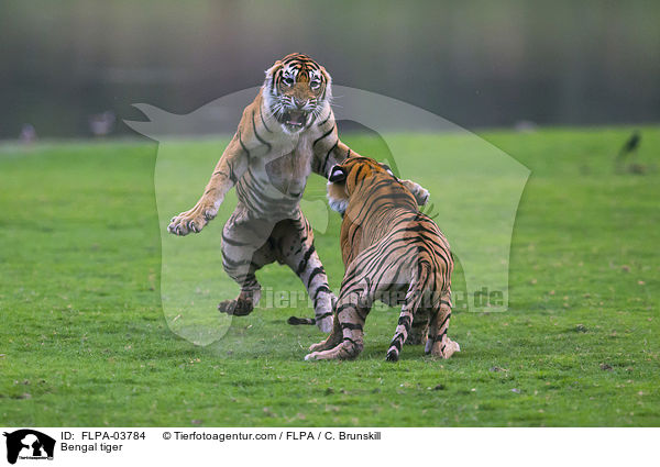 Bengal tiger / FLPA-03784