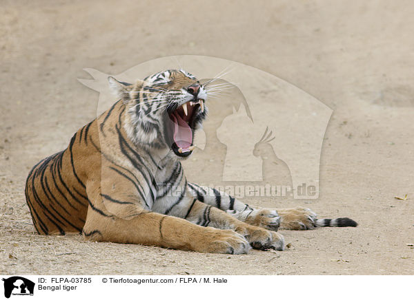Bengal tiger / FLPA-03785