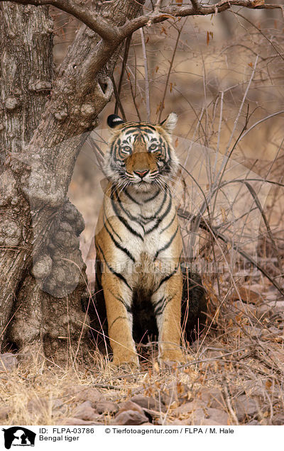 Bengal tiger / FLPA-03786