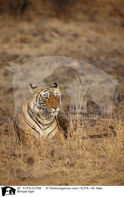 Bengal tiger / FLPA-03788