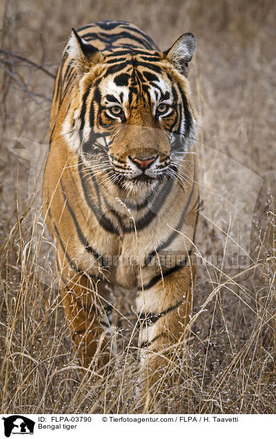 Indischer Tiger / Bengal tiger / FLPA-03790