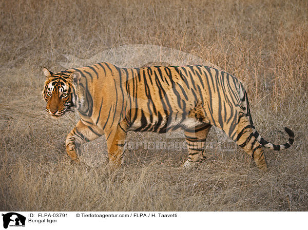 Bengal tiger / FLPA-03791