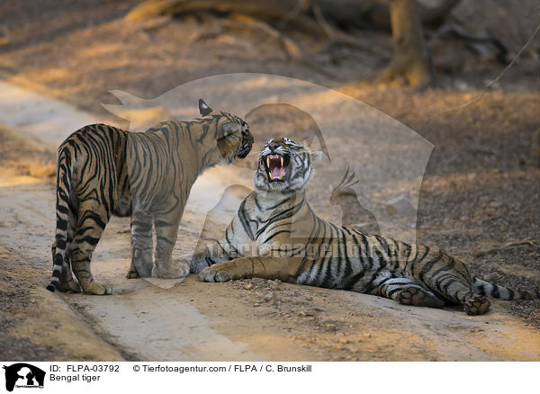 Bengal tiger / FLPA-03792