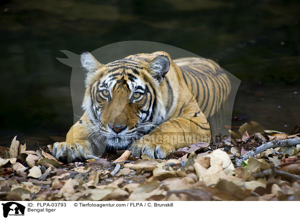 Indischer Tiger / Bengal tiger / FLPA-03793