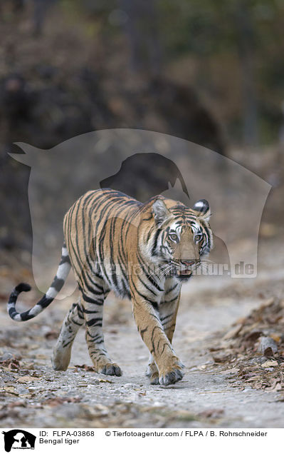 Bengal tiger / FLPA-03868