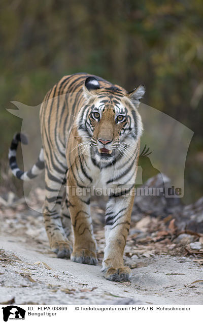 Bengal tiger / FLPA-03869