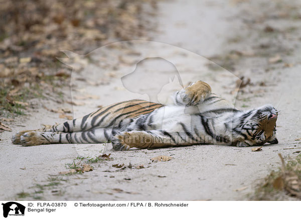 Bengal tiger / FLPA-03870