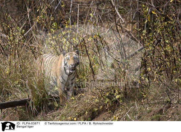 Bengal tiger / FLPA-03871