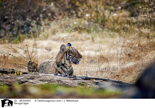 Bengal tiger / JR-04065