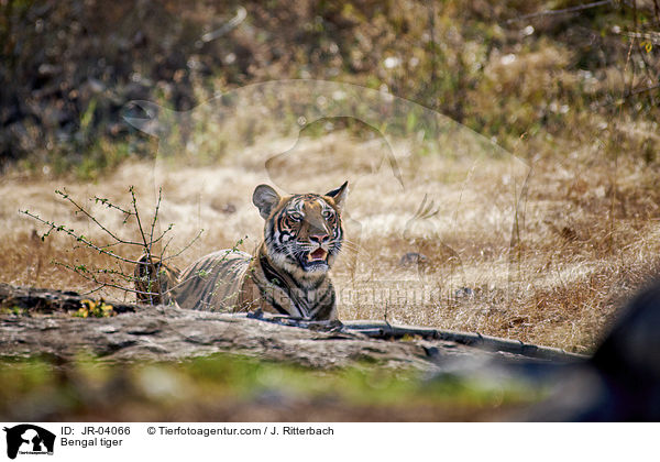 Bengal tiger / JR-04066