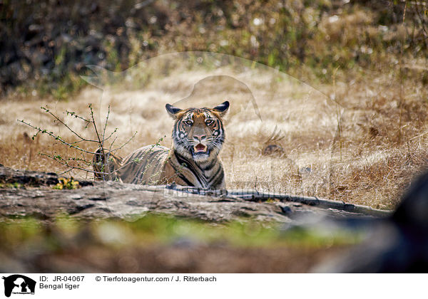 Bengal tiger / JR-04067