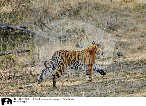 Indischer Tiger / Bengal tiger / JR-04068