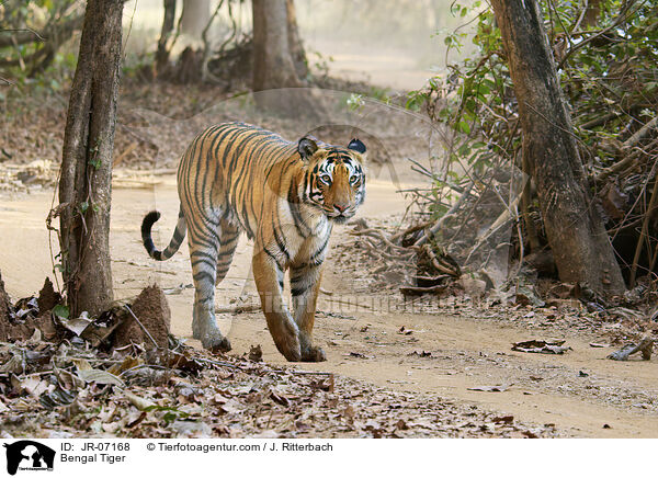 Indischer Tiger / Bengal Tiger / JR-07168