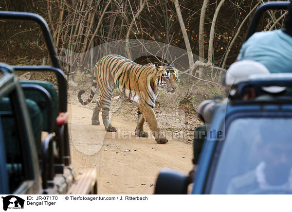 Indischer Tiger / Bengal Tiger / JR-07170