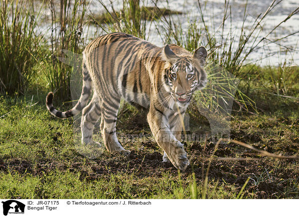 Indischer Tiger / Bengal Tiger / JR-07175