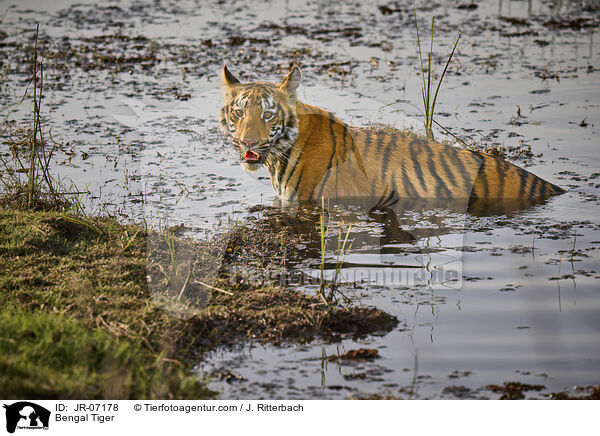 Indischer Tiger / Bengal Tiger / JR-07178