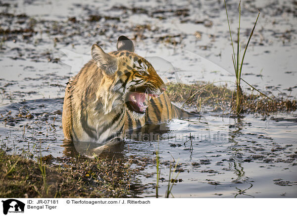Bengal Tiger / JR-07181