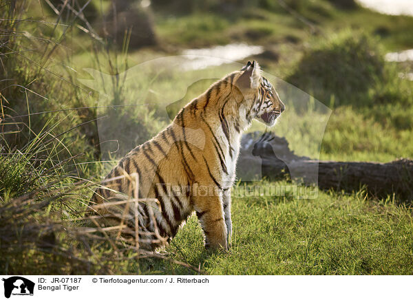 Indischer Tiger / Bengal Tiger / JR-07187