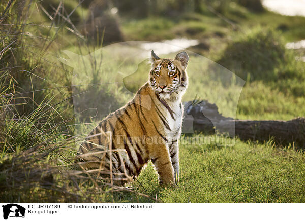 Indischer Tiger / Bengal Tiger / JR-07189