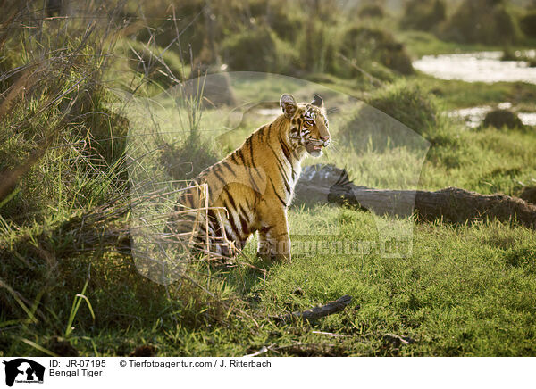 Indischer Tiger / Bengal Tiger / JR-07195