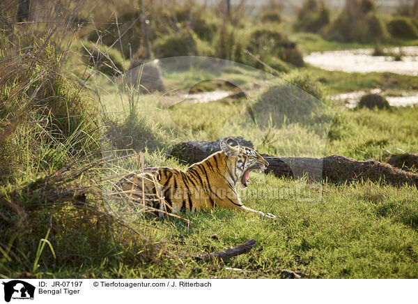 Indischer Tiger / Bengal Tiger / JR-07197