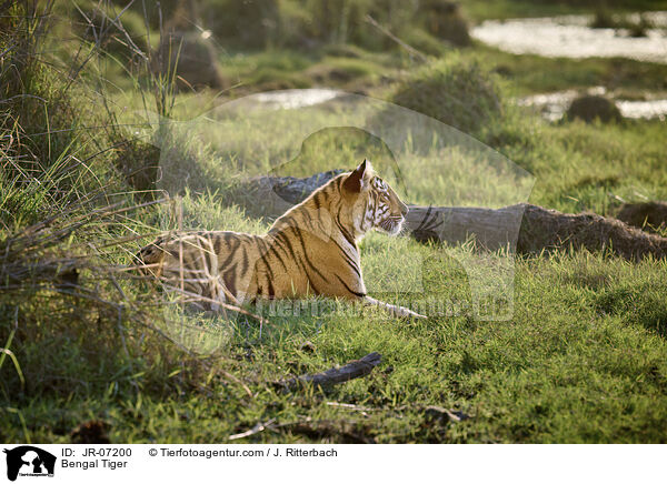Indischer Tiger / Bengal Tiger / JR-07200
